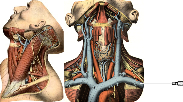 Anatomie der Vena axillaris